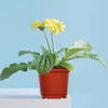 110 Pieces 10cm Plant Pots Nursery Pots Red Plastic Flower Pot